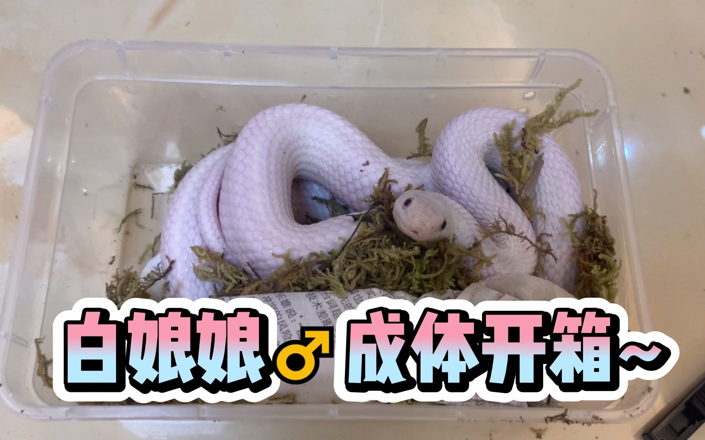 白娘娘成体开箱,这体型太帅了!_哔哩哔哩_bilibili