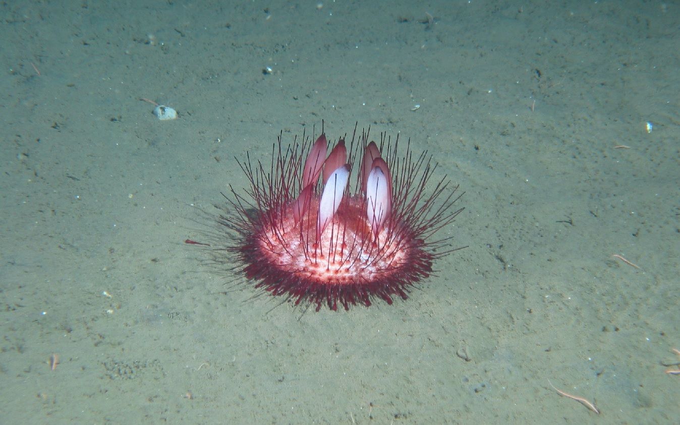 织袋海胆 (phormosoma bursarium)