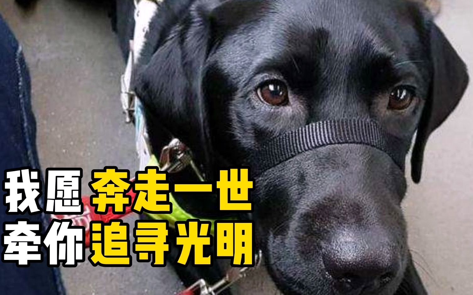 导盲犬不是导航,没有去过的地方它如何知道怎么走?原来...哔哩哔哩bilibili