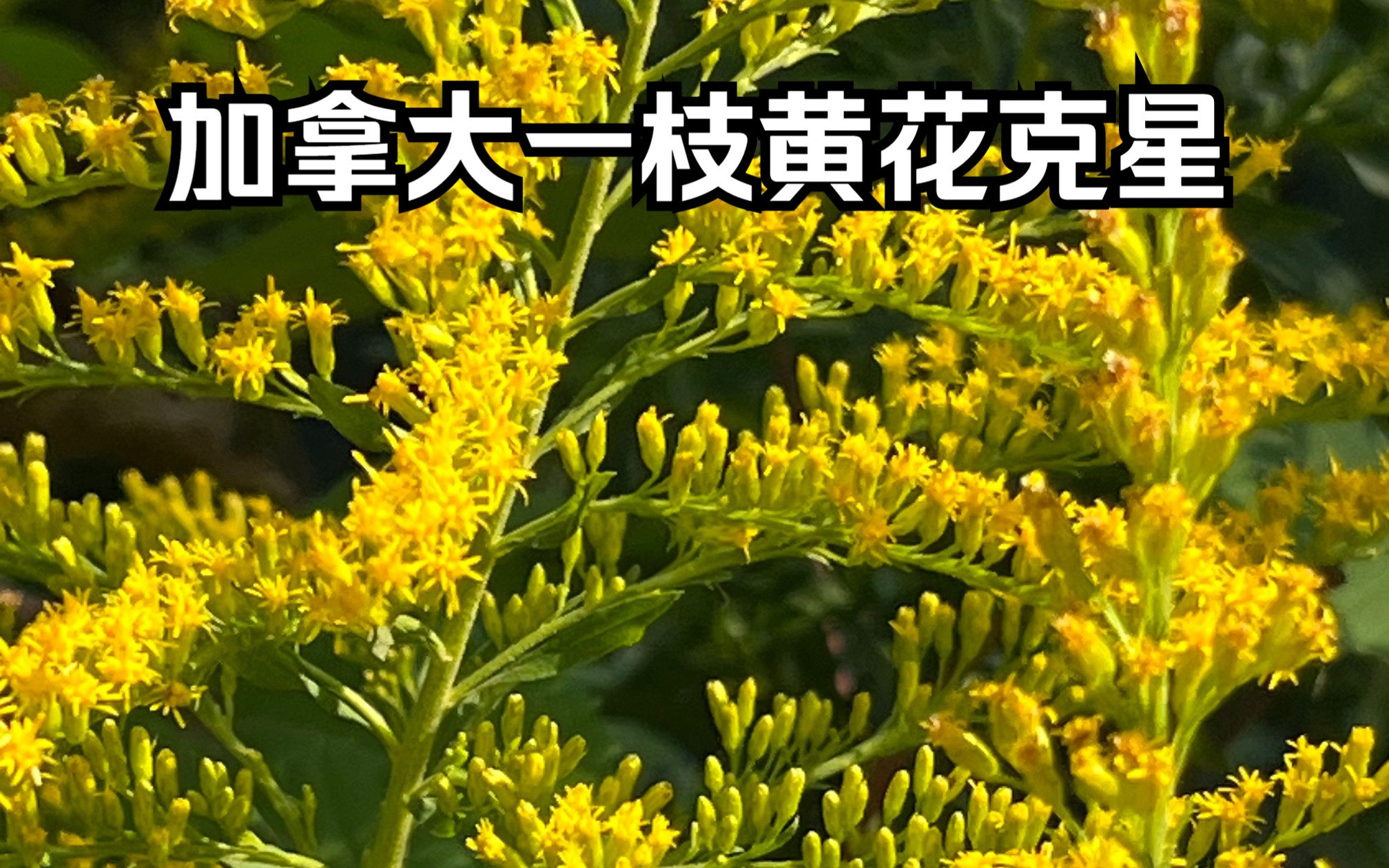 这种植物可以作为加拿大一枝黄花的克星吗?哔哩哔哩bilibili