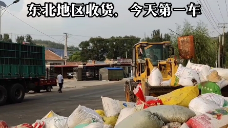 东北地区中药材回收现场,附近有货的以及想种植中药材的朋友联系!提供技术指导,回收成品!哔哩哔哩bilibili