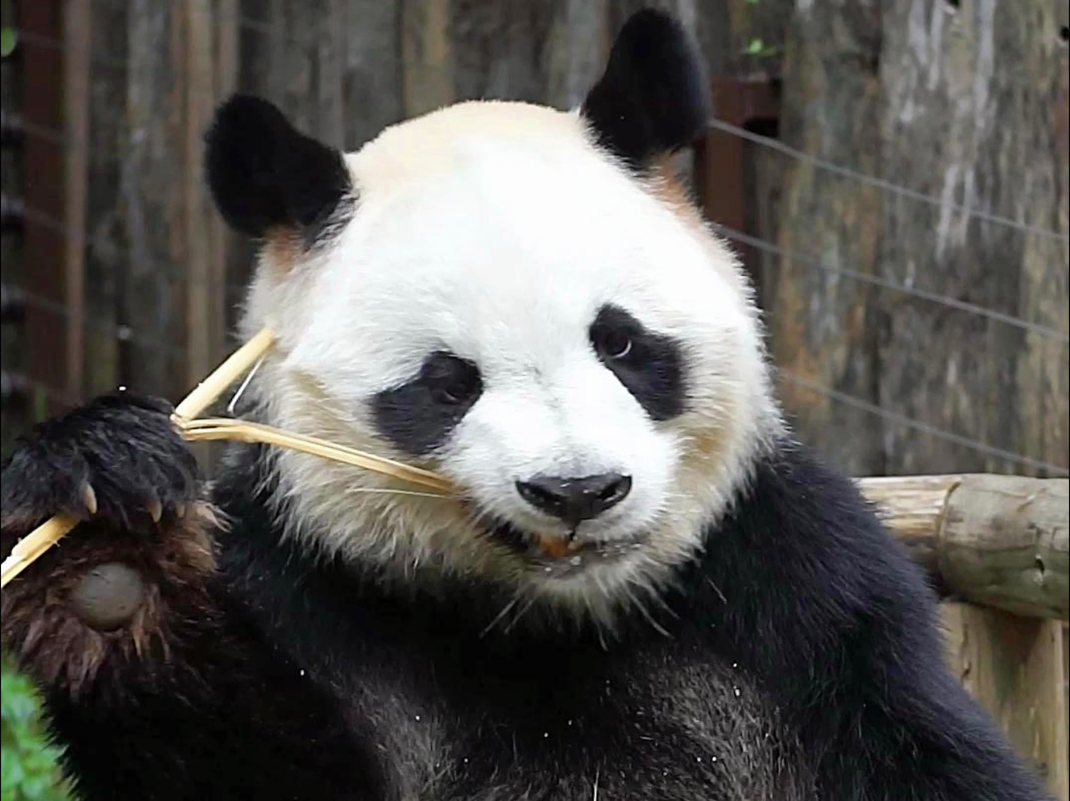 【大熊猫园舟】20240511|舟,你是在生气吗