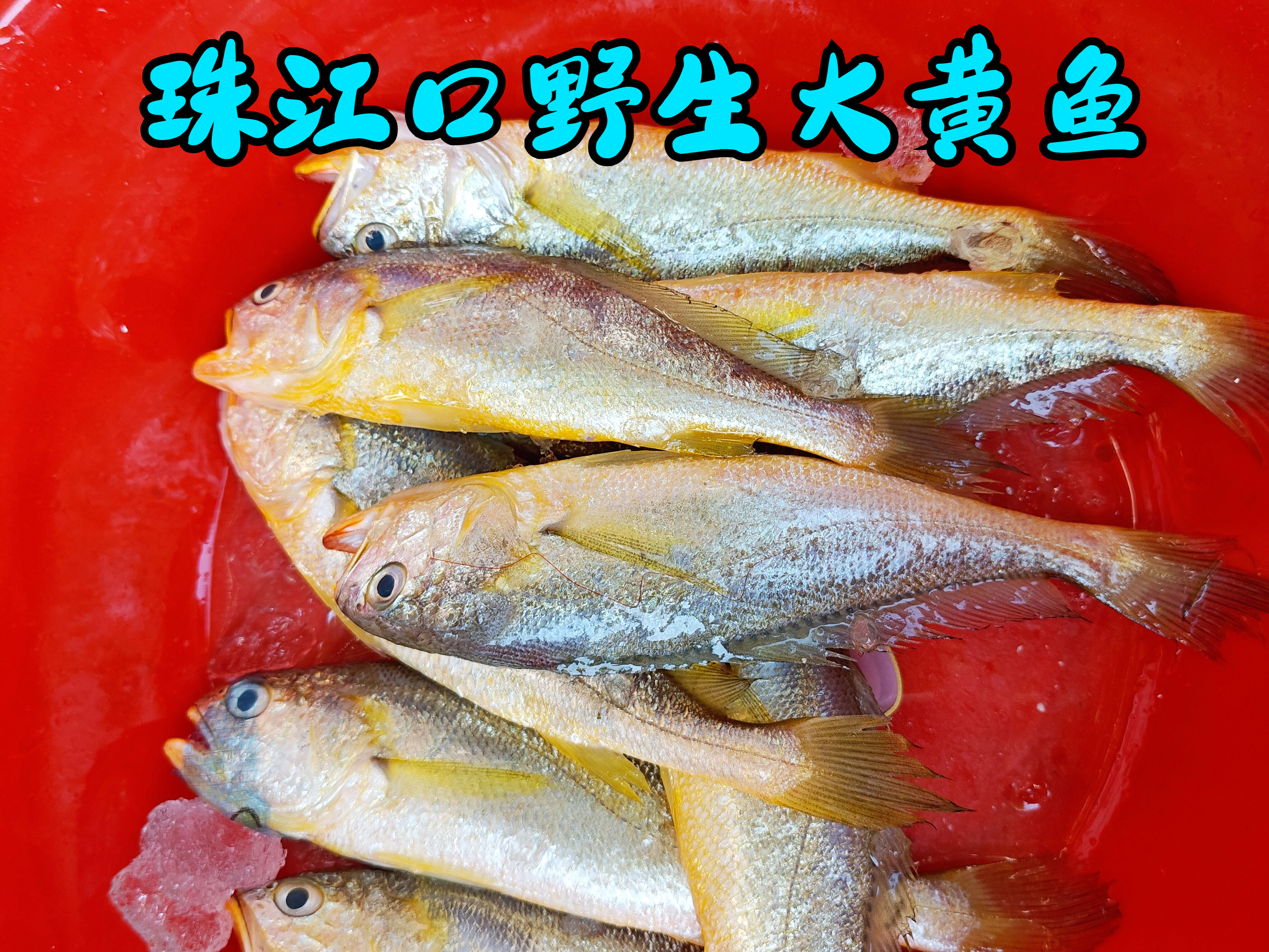 广州莲花山,本港船渔获,有野生大黄鱼