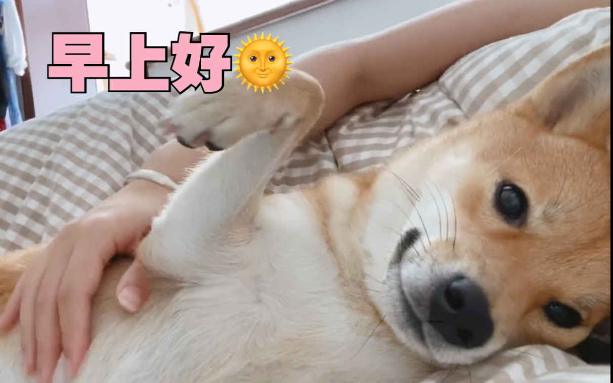 早上好～吸汪人们