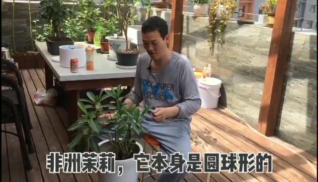 非洲茉莉残花拯救 方法哔哩哔哩bilibili