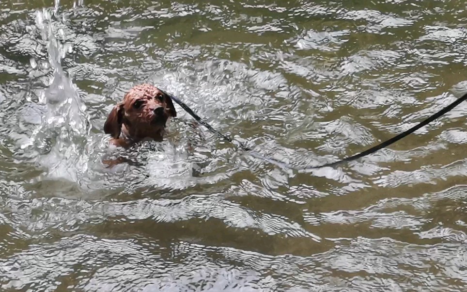 狗刨式游泳现场教学