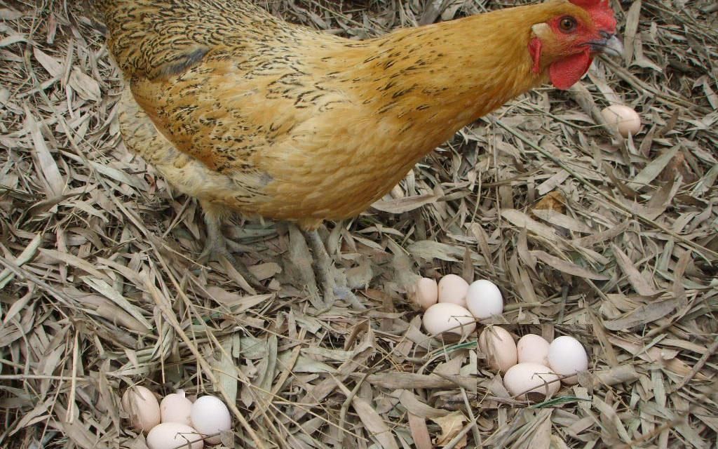 为什么鸡蛋每天都被人拿走,鸡妈妈却不生气呢?答案你万万想不到