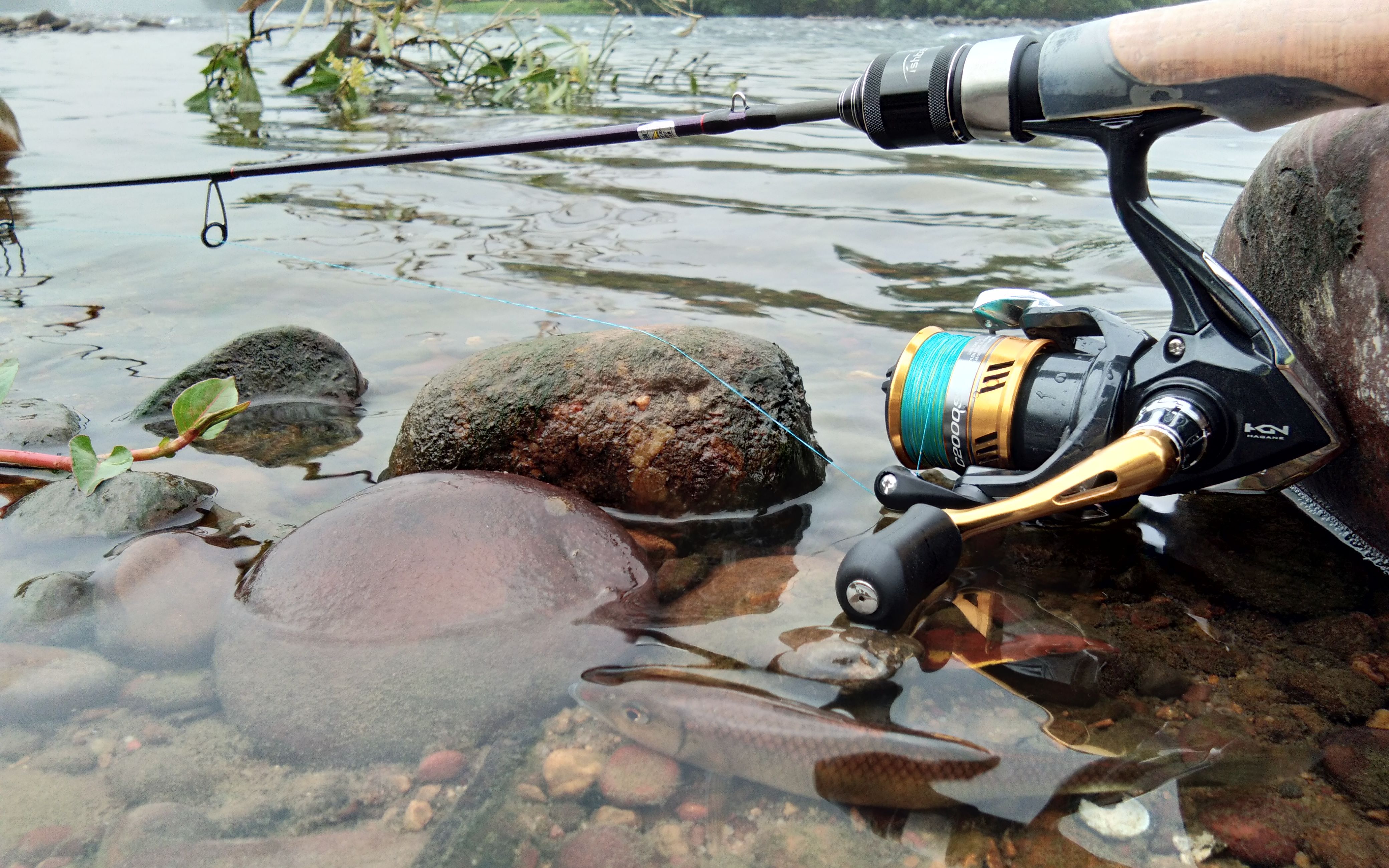 最新看路亚视频用直柄面条竿有个下压抛的技巧,今天休息去玩一下马口