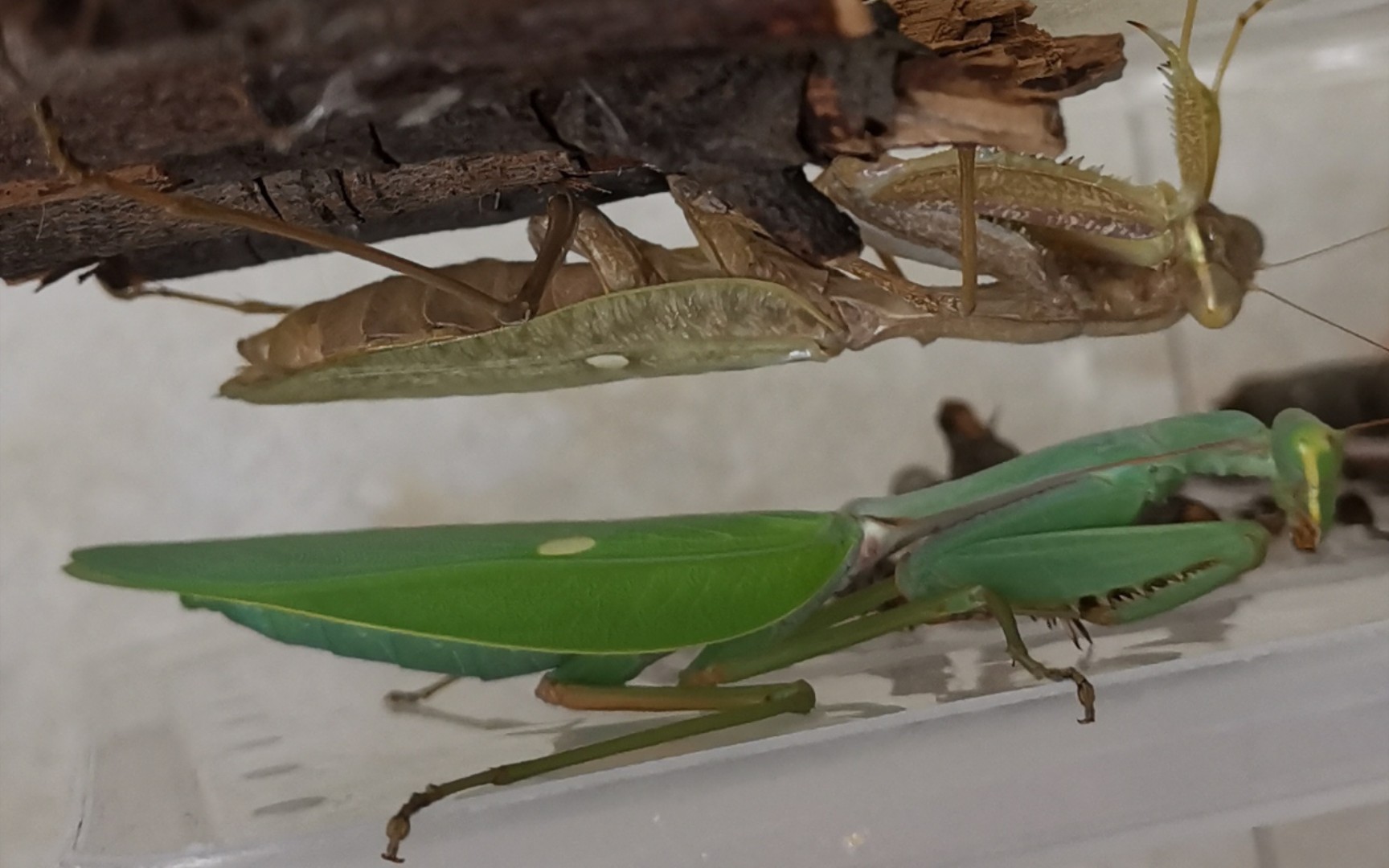 绿巨螳螂vs帝王蝎图片