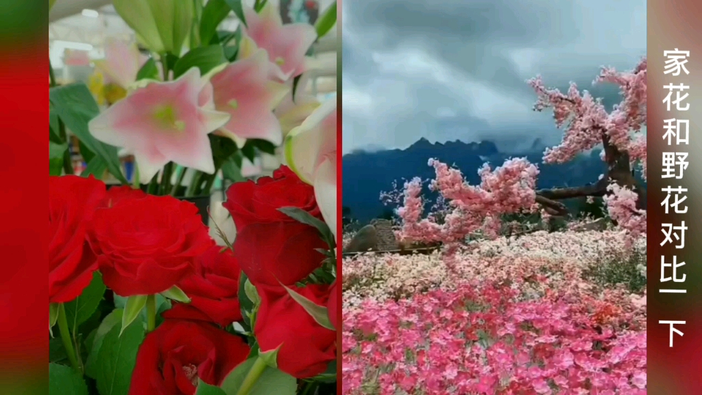 [图]家花野花对比