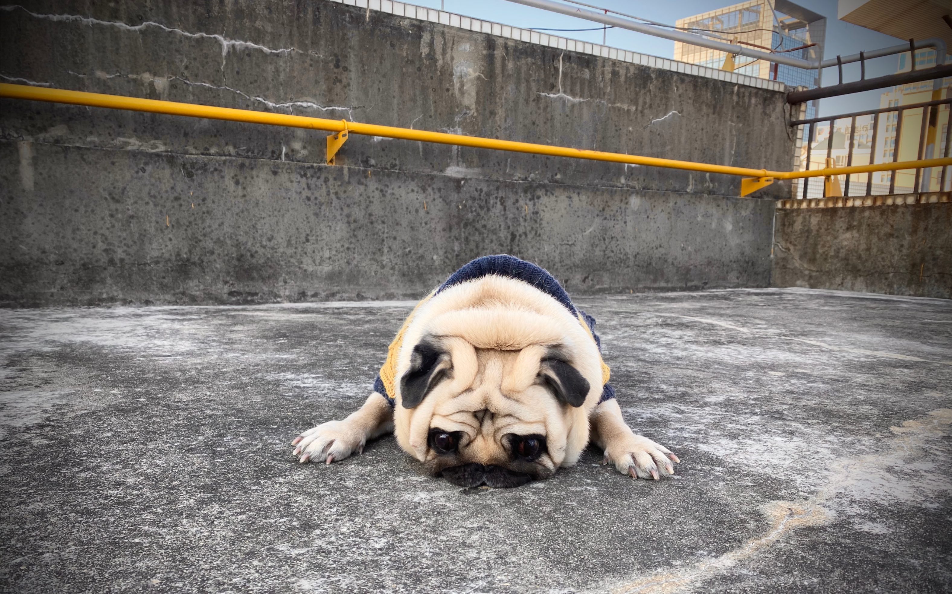 巴哥犬图片搞笑成年图片