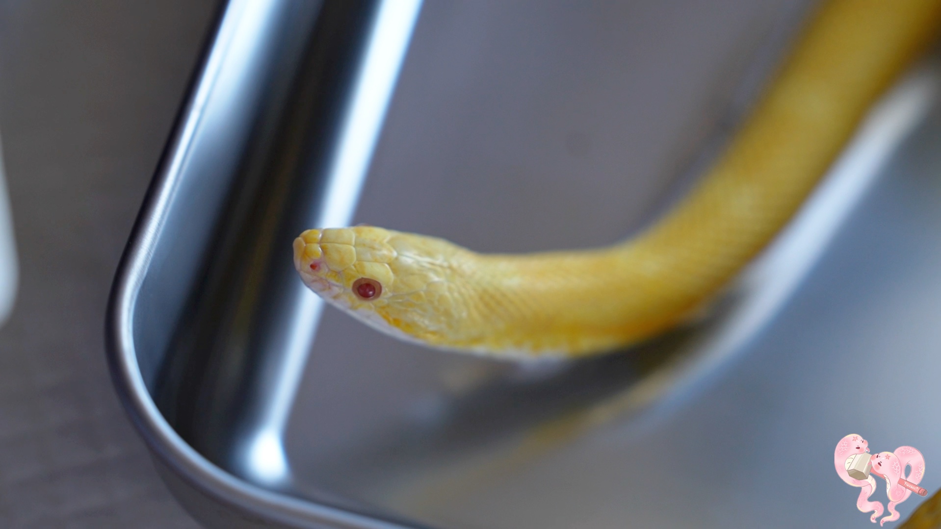 今天又拍到小蛇喝水了!咕嘟咕嘟咕嘟