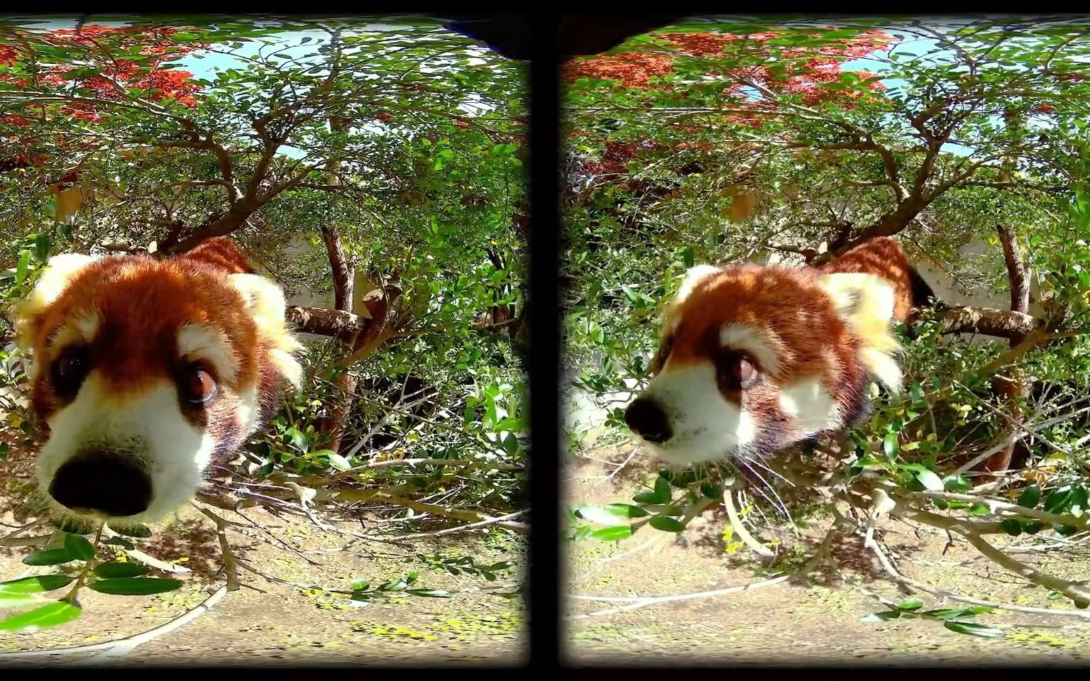 【vr】野生动物园