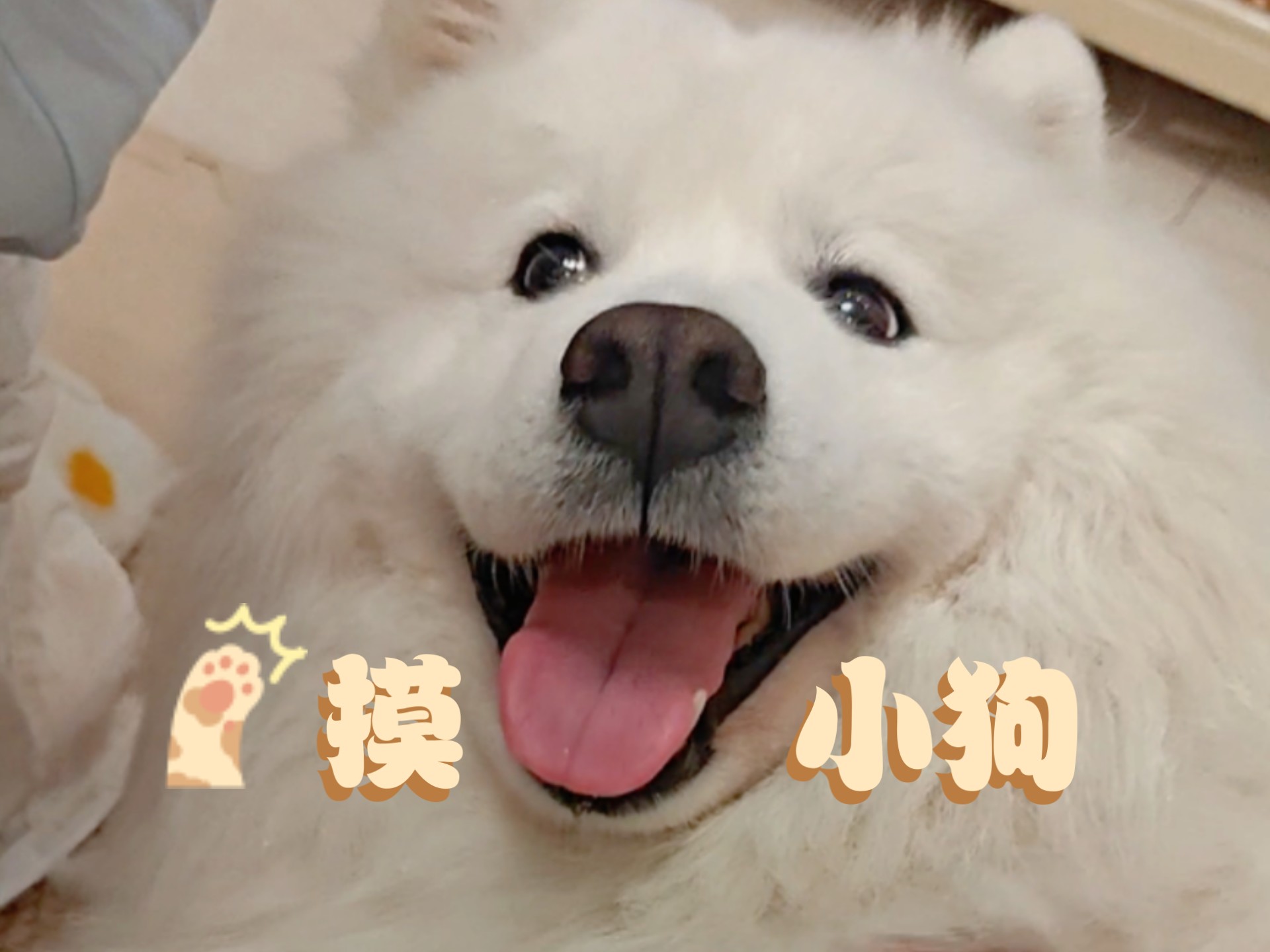 摸摸小狗头,万事不用愁