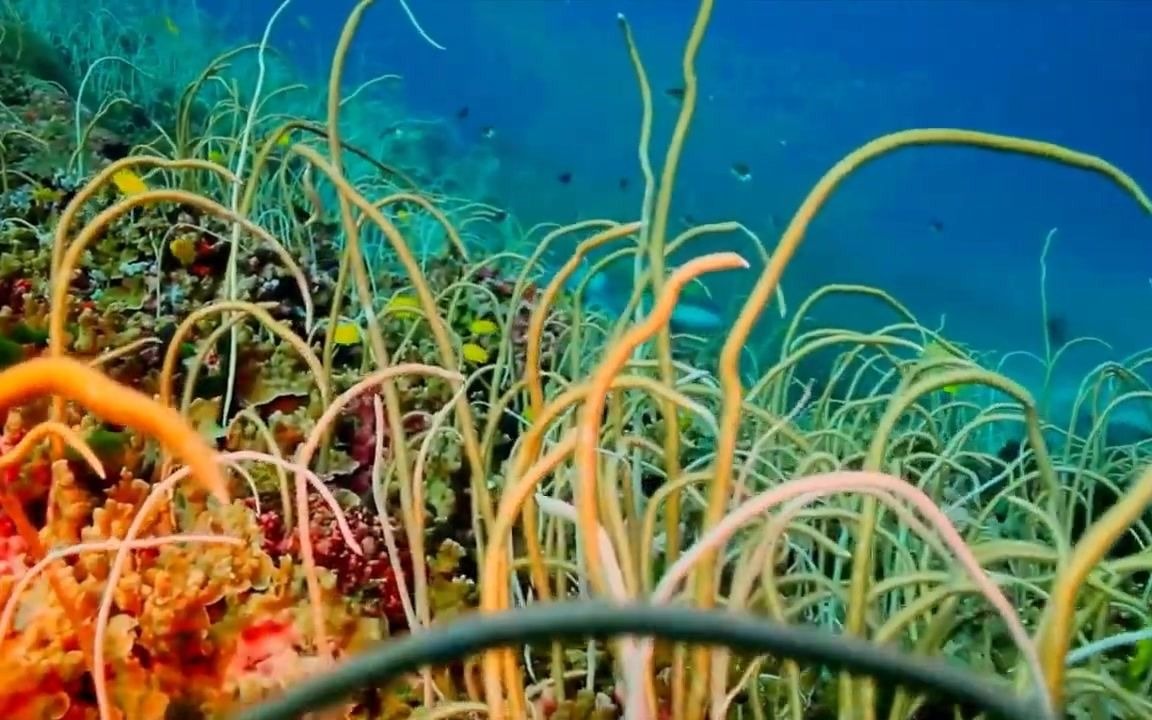 [图]闯入海底，探索神秘珊瑚海域，揭秘大自然的秘密