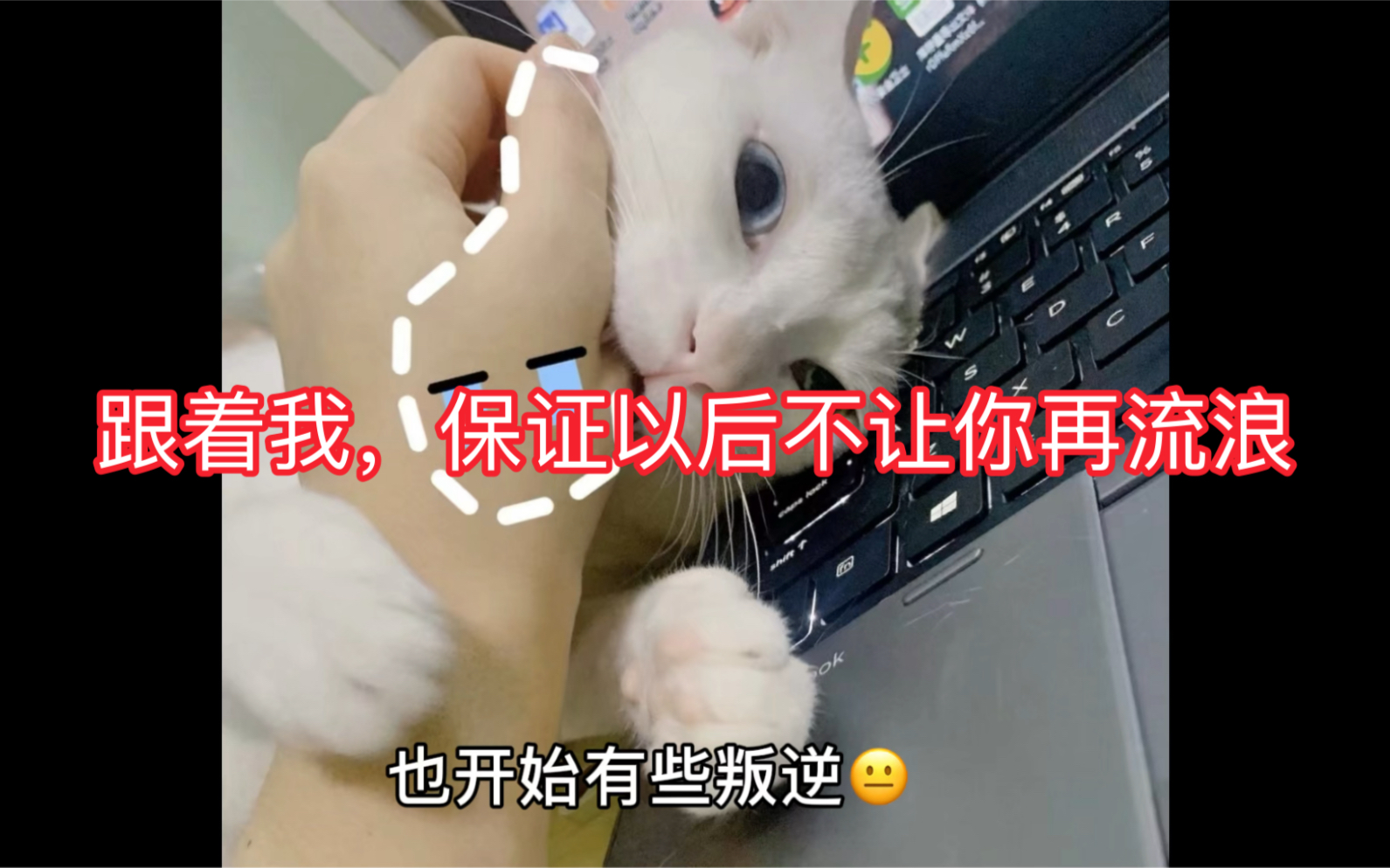 《收养流浪猫2年多的故事》哔哩哔哩bilibili