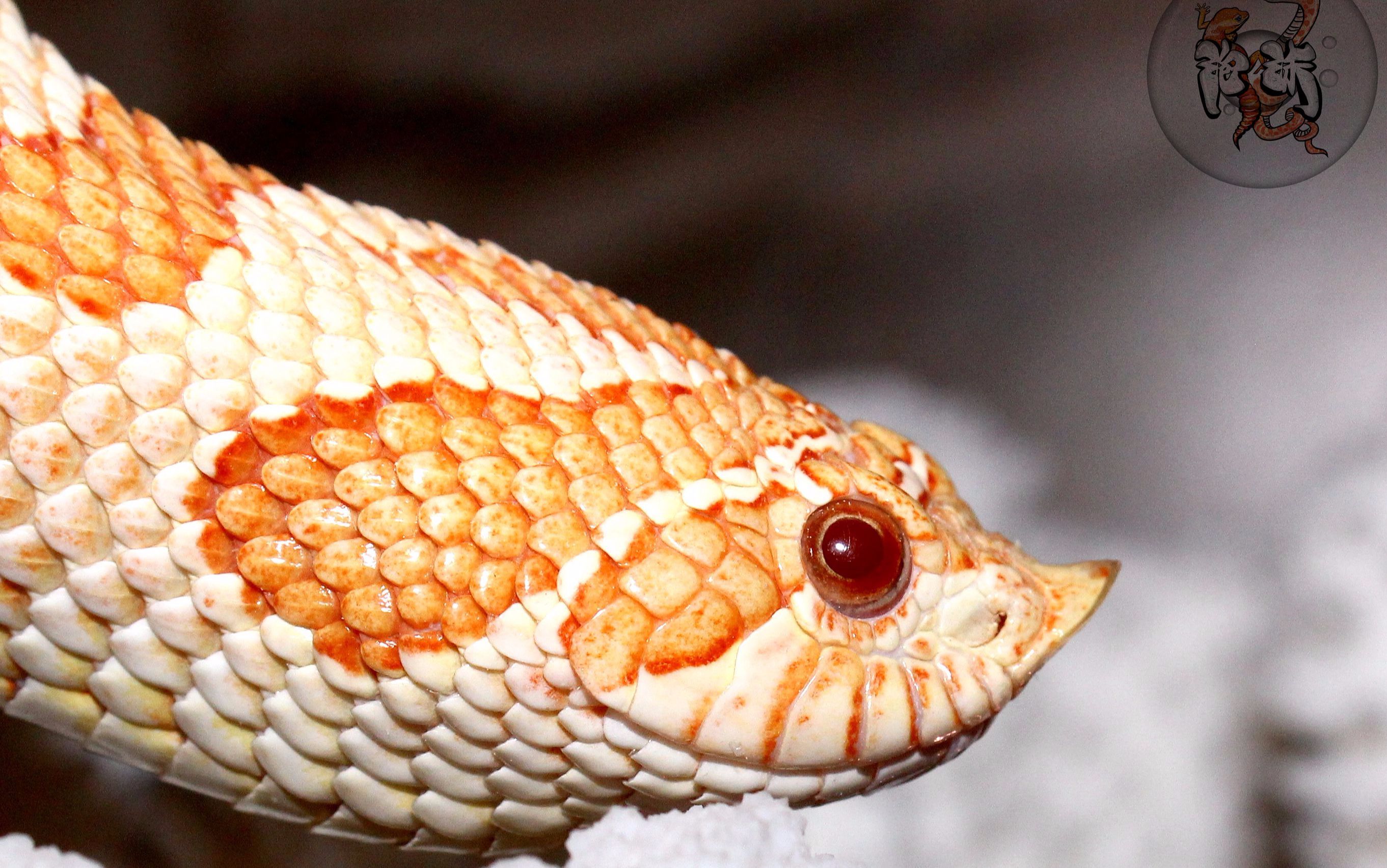 玩蛇皮怪-壁咚摸头杀,其实他们胆子很小_哔哩哔哩 (゜-゜)つロ 干杯