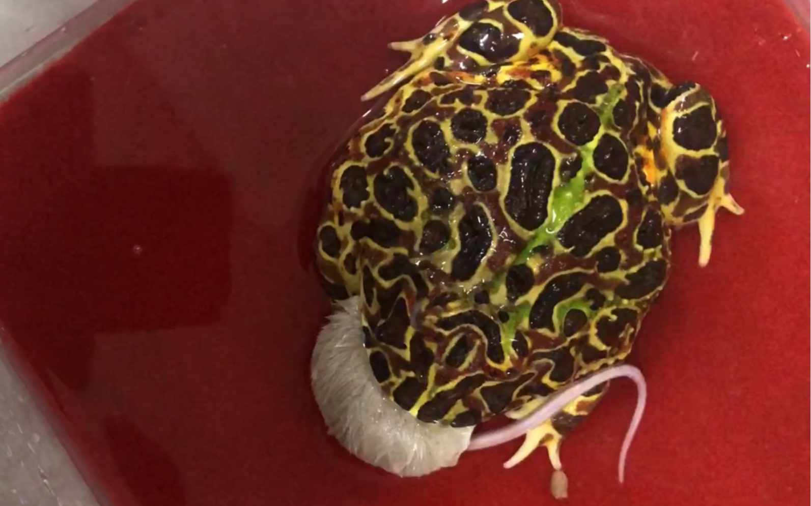 钟角蛙吃缎子鼠_哔哩哔哩_bilibili