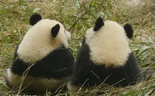 竹子：我要举高高！国宝：好！你真漂亮！