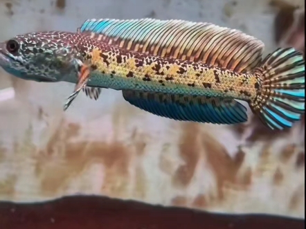 16-17cm 印尼蛇 多处变异 嘎嘎漂亮 包邮包损#雷龙鱼 #黄金眼镜蛇雷龙