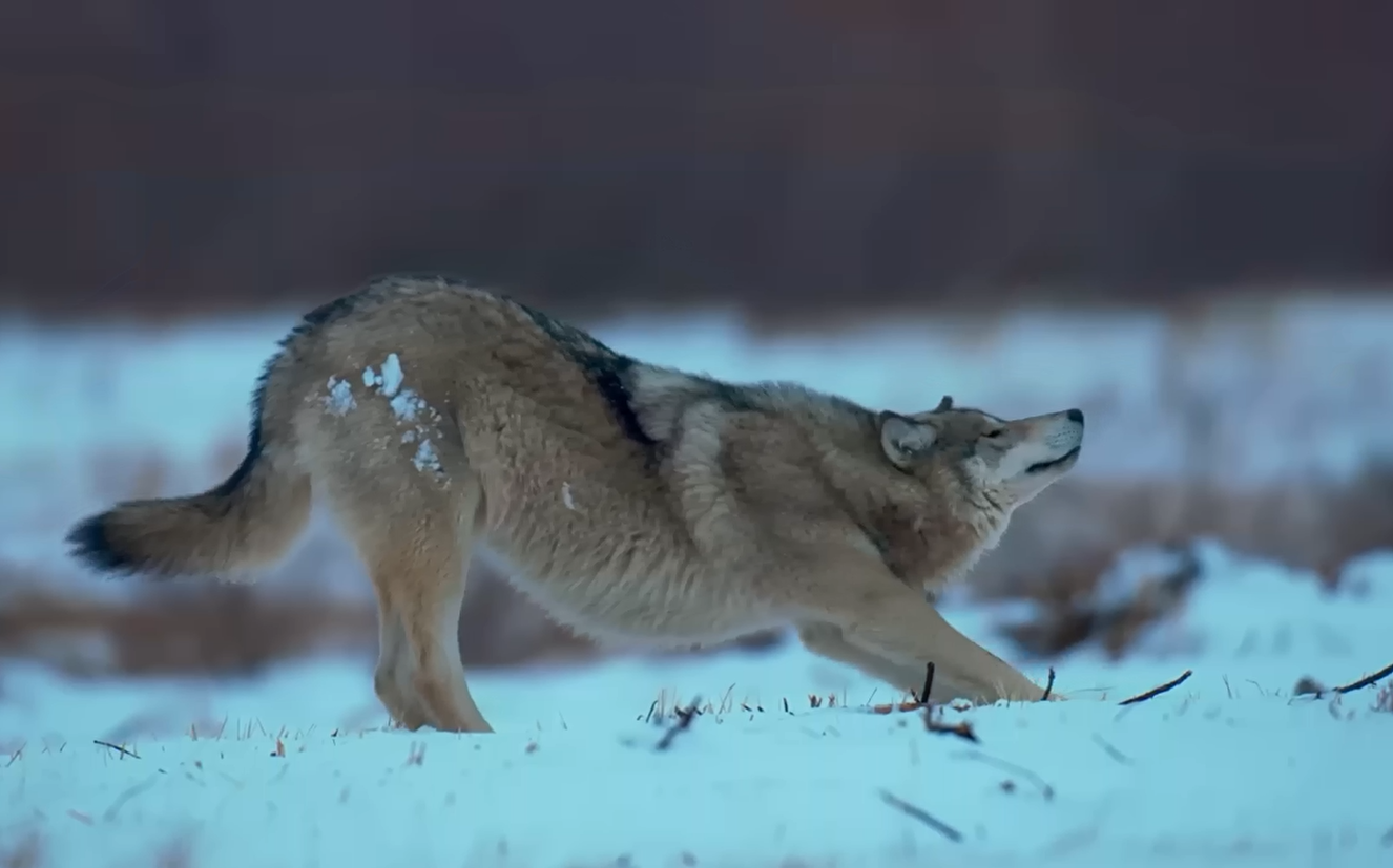 【中英】【国家地理】超凶！狼群捕猎！Wildlife: The Big Freeze Ep.1 Wolf Pack Takes on a Polar Bear