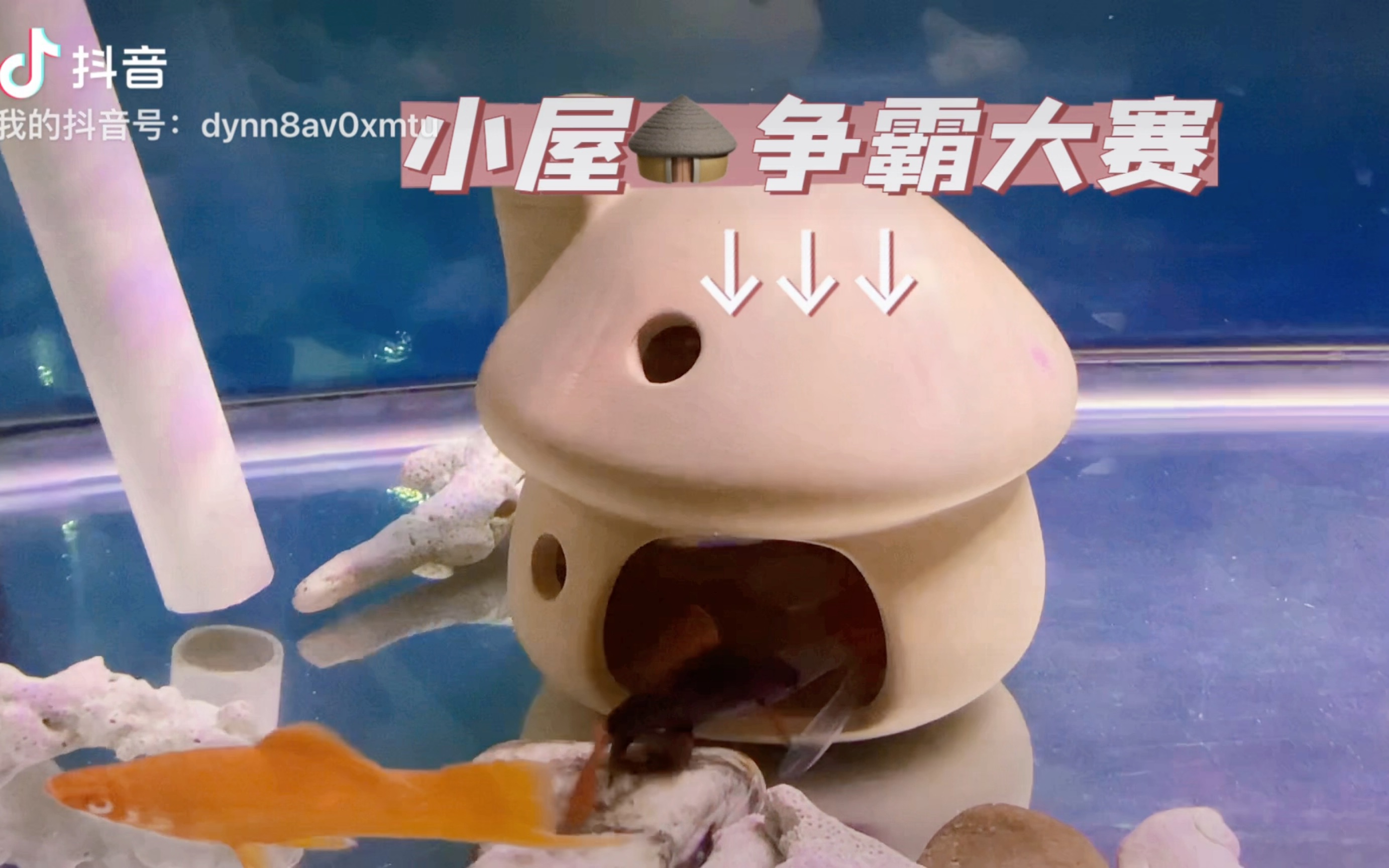 看小鱼在争夺躲避屋