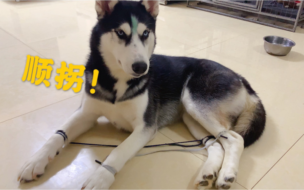 顺拐的二哈,魔鬼的步伐