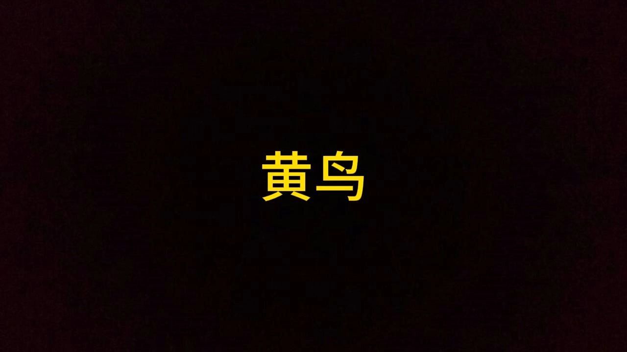 黄鸟哔哩哔哩bilibili