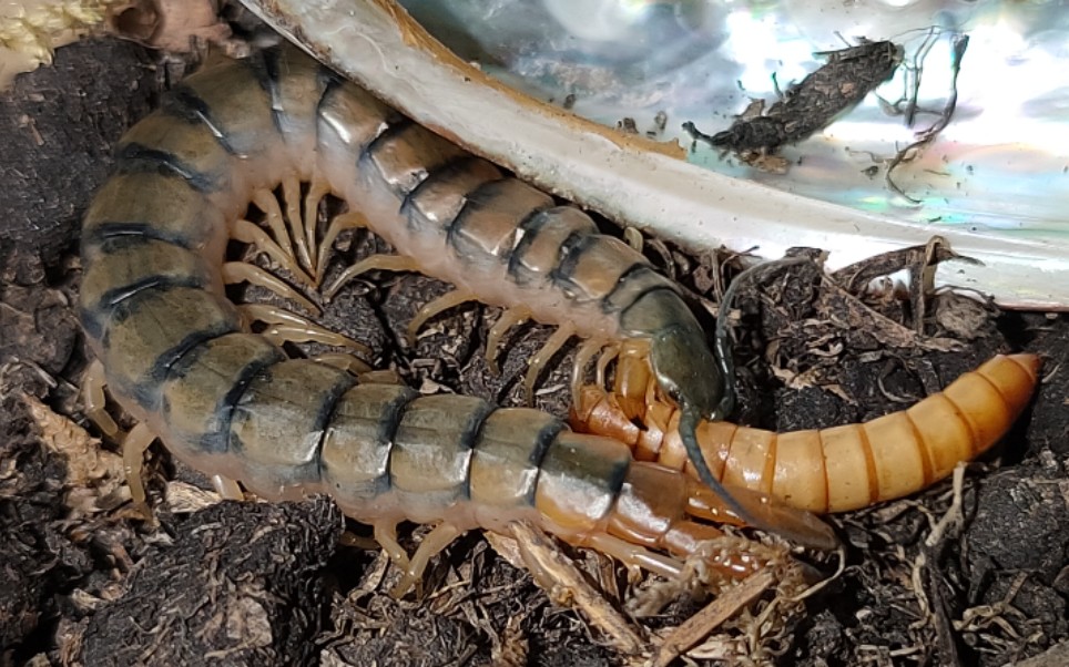 赤蜈蚣日常喂食