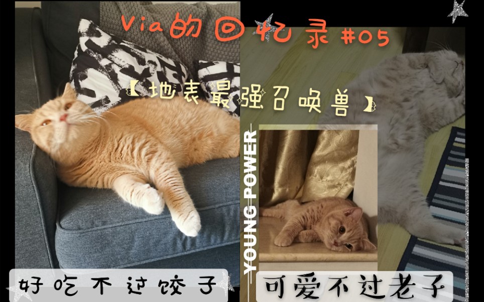 【英短橘猫】地表最强召唤兽哔哩哔哩bilibili