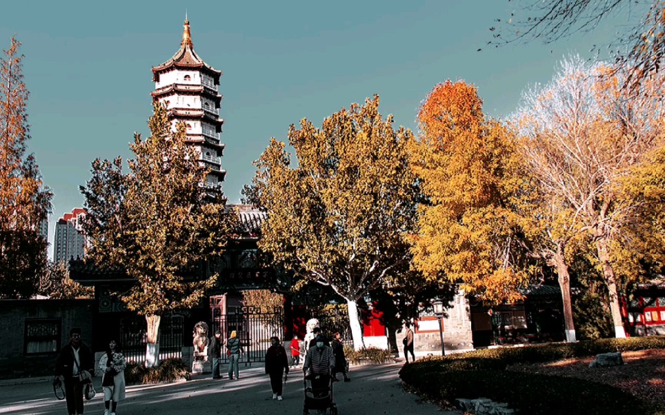 2023-11-12 天津宁园秋景