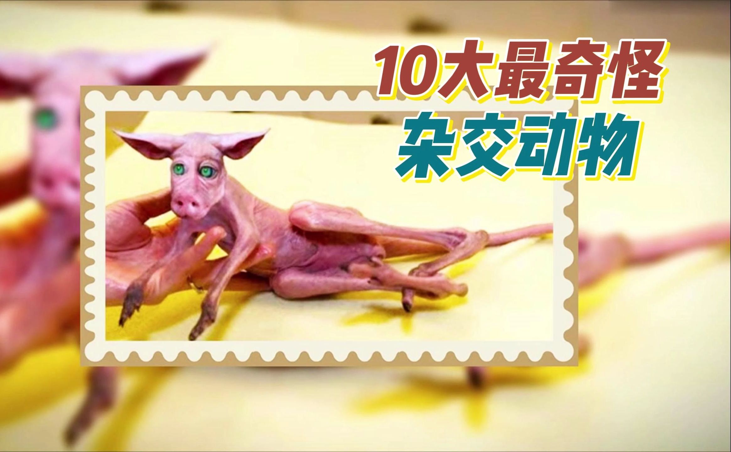 10大最奇怪的杂交动物,又像猪又像老鼠的杂交生物?(二)