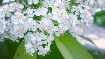 春季石楠花大赏 哔哩哔哩 Bilibili