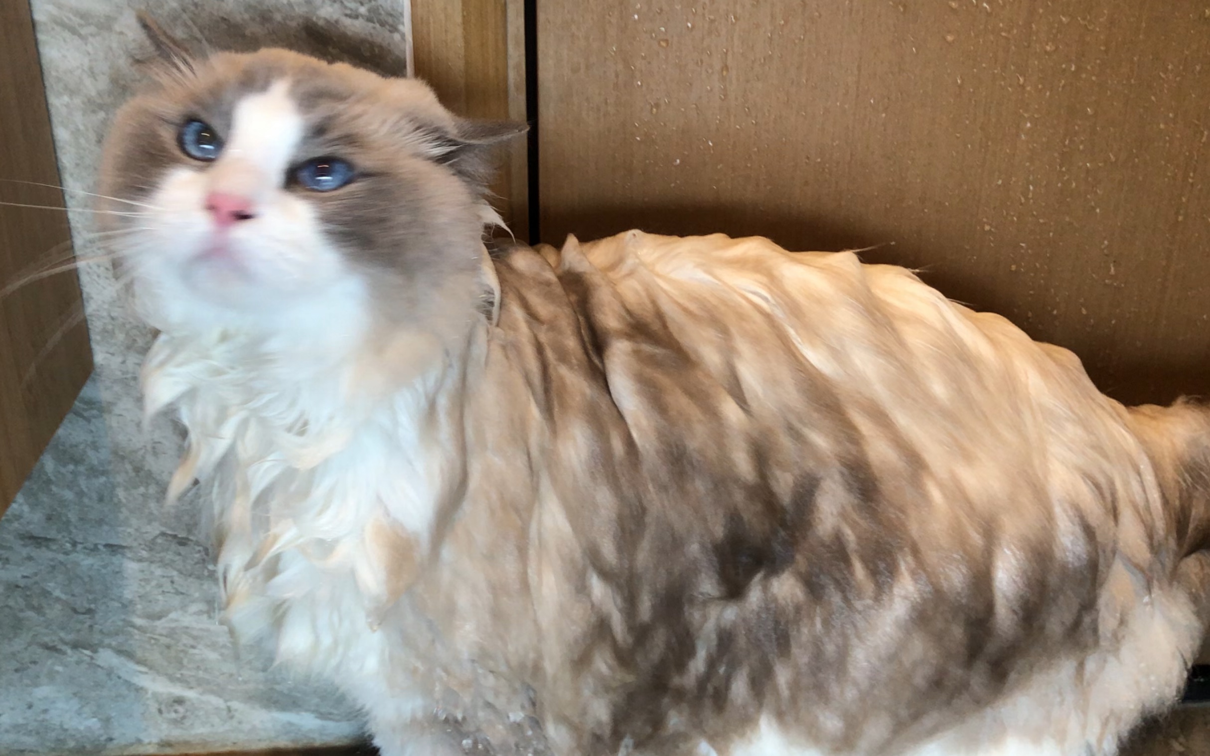 布偶猫八八点击就看假猫洗澡