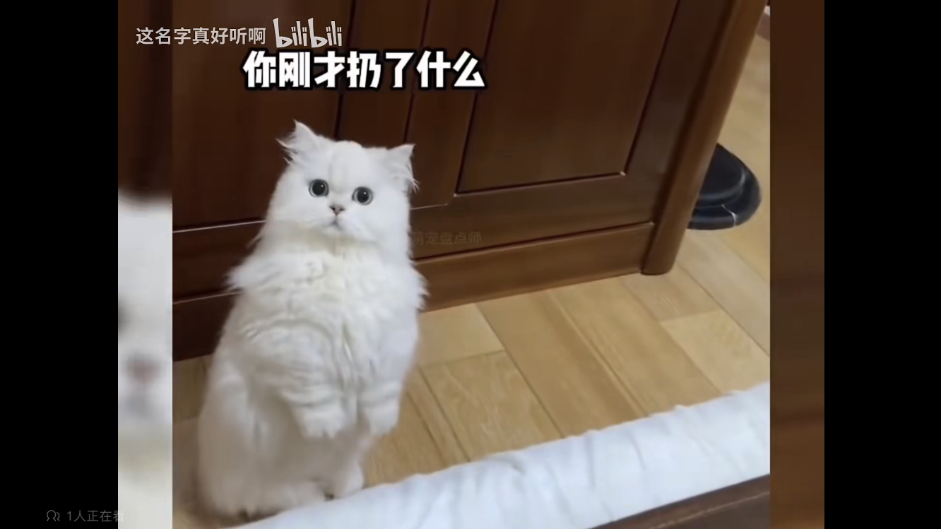 让铲屎官无语的“瞎猫”哔哩哔哩bilibili