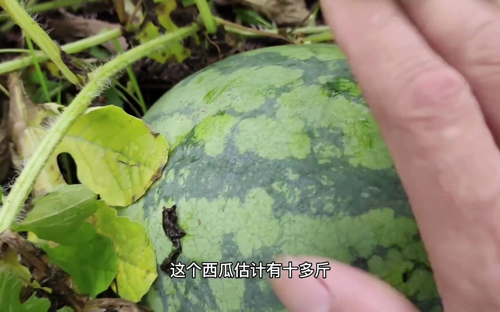 [图]青果今天去地里，发现好多大西瓜，很是开心啊！