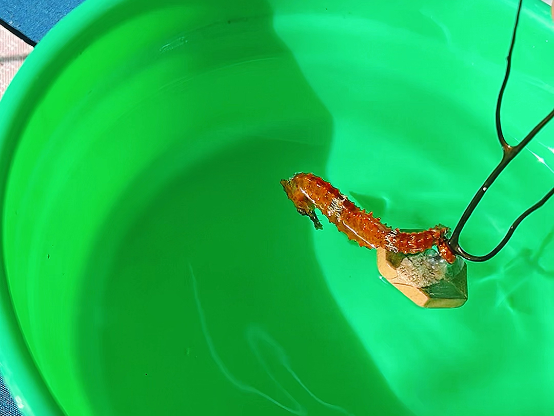 你居然想把我的海马泡酒
