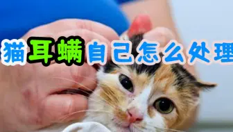 宠物医生来回答 犬猫耳螨久治不愈怎么办 你必须知道的养宠知识 哔哩哔哩 Bilibili