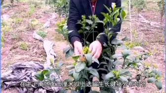 柑橘一二三年幼树整形，新手必学，再别花冤枉钱去请所谓的专家了！