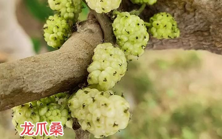 龙爪桑:桑科桑属落叶乔木