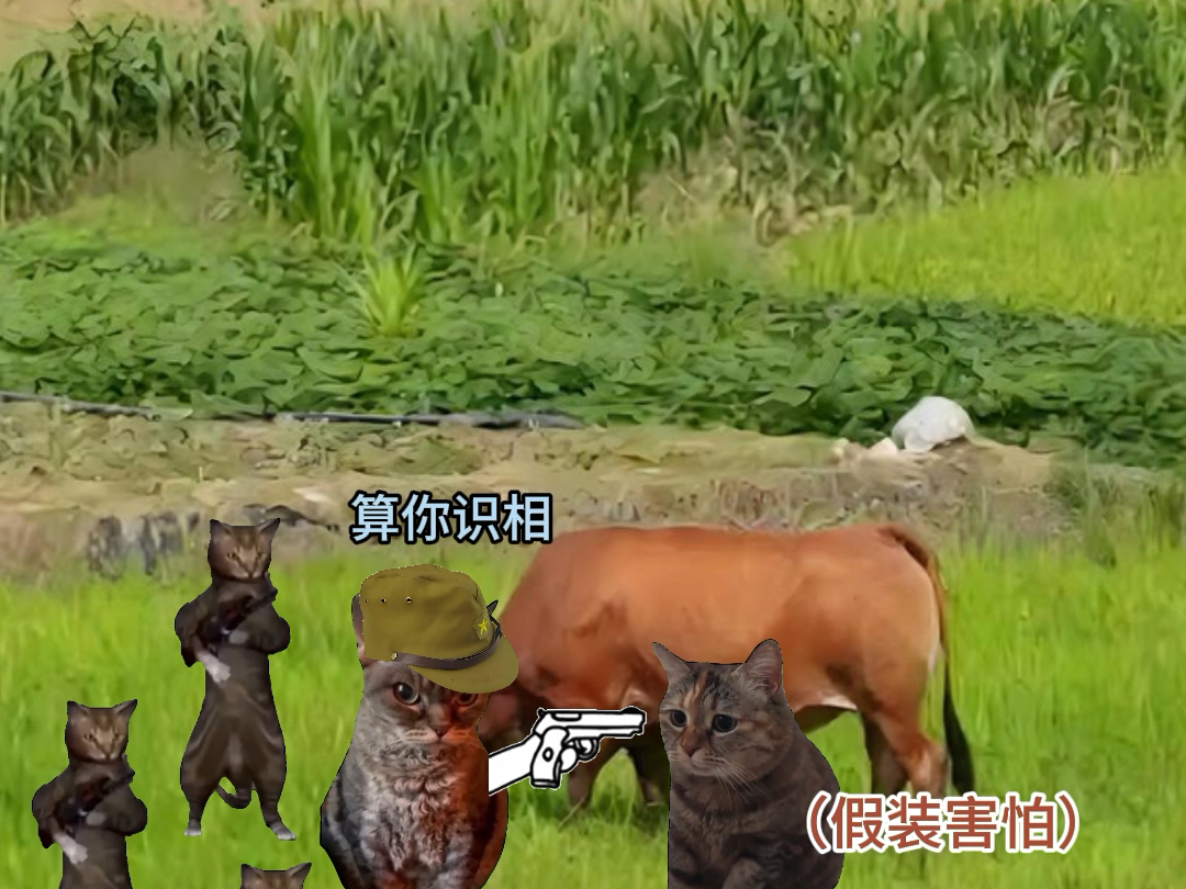 抗日小英雄王二小#猫meme #真实还原 #内容过于真实 #王二小放牛郎哔哩哔哩bilibili