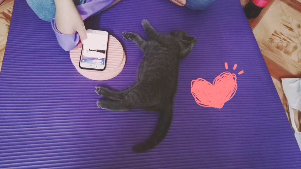 【蓝猫】球球听歌睡觉