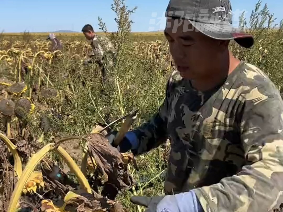 农民收割向日葵插盘晾晒,两刀一插 动作行云流水神卡点哔哩哔哩bilibili