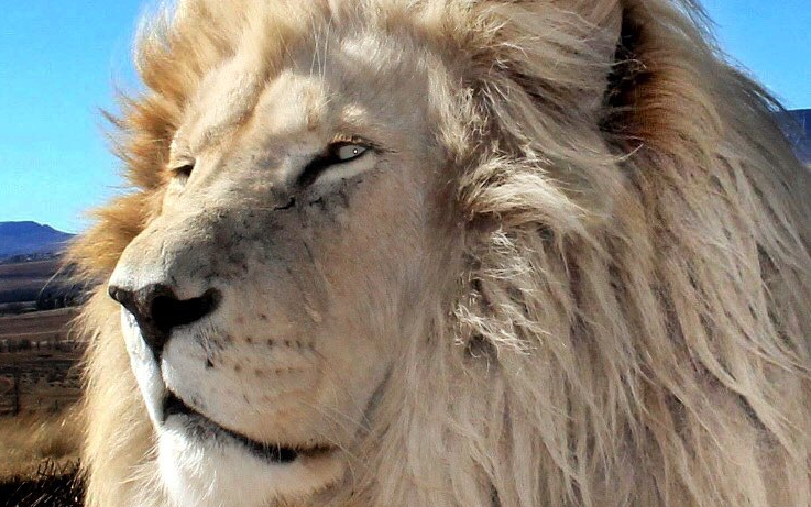 [gg中心]白狮王moya,白金鬃毛随风摇曳