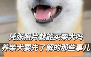 下载视频: 凭张照片就能买柴犬吗养柴犬要先了解的那些事儿