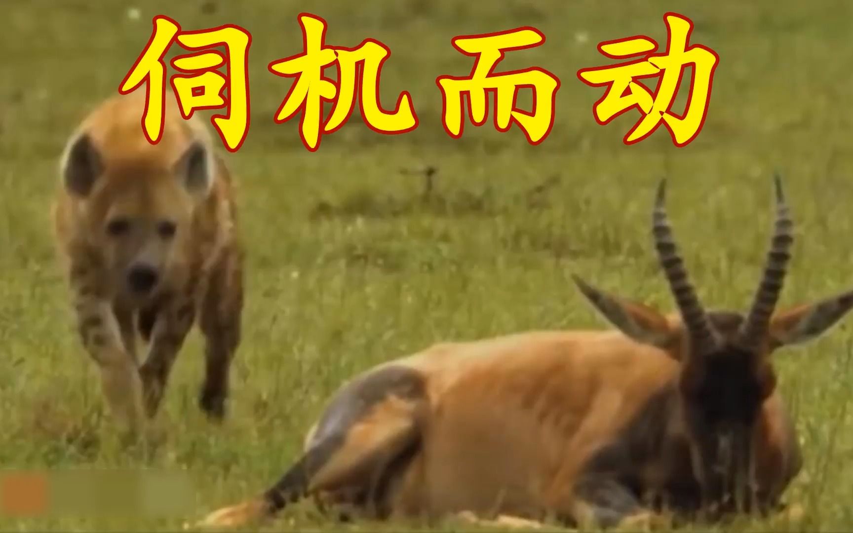 伺机而动的鬣狗