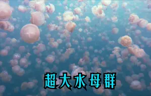 Download Video: 自愈系水母群；超美水母群；粉色的水母；海底世界；海月水母