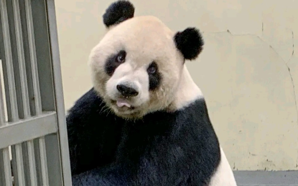 【台北动物园】大熊猫团团