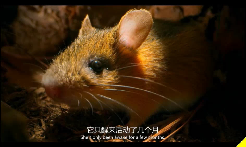 [图]Tiny World の花栗鼠秘事