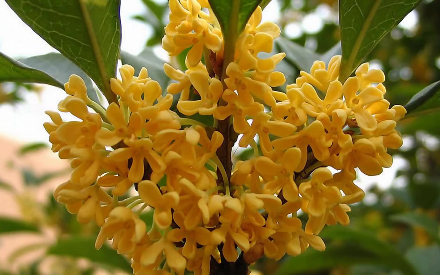 小提琴齐奏八月桂花遍地开